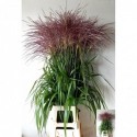 Miscanthus sinensis overig - S.H.M. Schrama