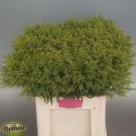Solidago Tara Gold 577 - Teunis Aleman