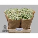 matricaire PA SINGLE VEGMO - A.H. Scheffers