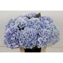 hortensia M VERENA BL - Schockman Hortensia's