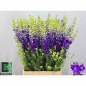 CONS DarkBlue_80cm - Bloemenkwekerij Daling