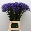 Agapantus Dr. Brouwer - Bella Fiori