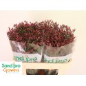 Limonium Scarlet Diamond - Sand Pro Growers