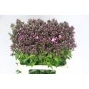 Phlox (Paniculata Grp) 'Sweet Dance' -...