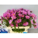 Cosmos bipinnatus rose - Damen kwekerij