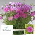 Cosmos roze dubbel - G.L.Verschoor