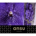 VANDA SU BLUEB SMOOT - Ansu
