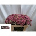 Sedum - Kwekerij Meer en drecht