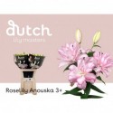 lilium DU ANOUSKA - Dutch Lily Masters
