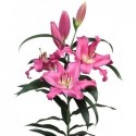 lilium Valdosta - Gentily