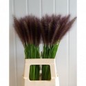 Pennisetum alopecuroides 'Redhead' -...