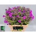 PHLOX GoGo_Purple_60 - Bloemenkwekerij Daling