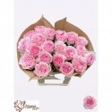 R GR Neruda Gardens! - Kluempen Roses