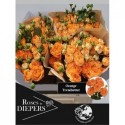 R branchue OrangeTrend 60cm - Diepers Rosen