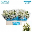 Hypericum Coco Uno NV - Florius BV