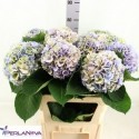 hortensia Heaven-80 CL - PerlaNova