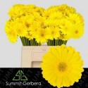 germini MORENO - Summit Klondike Gardens