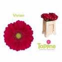 germini Vivian - Topline Gerbera