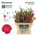 DI TE SOLA BRIGHTFLY - Divine Flowers