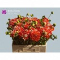 Dahlia Hapet harmony 588 - Bokaflow Holland