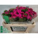 Dianthus barbatus 'Amazon Neon Cherry' -...