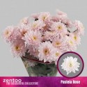 deco PASTELA ROSE - Zentoo