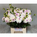 dahlia eveline l50 h40 2/3 - Kwekerij...