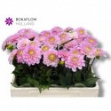 Dahlia Wizard nieuw - Bokaflow Holland