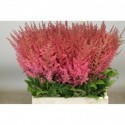 Ast Else Schluck 60 - Lovely Astilbe Rutgrink