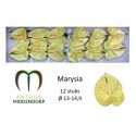 anthurium marysia x 12 - AnthurMiddendorp