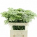 Ammi Visnaga - Bella Fiori