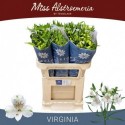 Alstroemeria virginia blanc 45 gram - Miss...