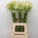 Agapantus Gletsjer - Bella Fiori