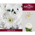 deco BALTICA - SenZaro