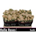 R branchue SUSHI - Holla Roses BV