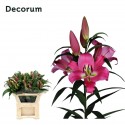 Lilium or pinnacle - .
