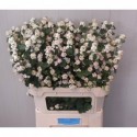 sympho Magical Autumn Blush - Dam.Plant