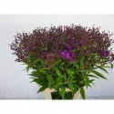 Vernonia crinita - van Reeuwijk-Holland