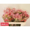 Serruria Ayoba Evenig Star - BlydeFlora