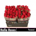 R GR TACAZZI+ - Holla Roses BV