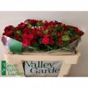 Dianthus barbatus 'Sweet Will Red' - Green...