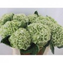 hortensia M MY MATCHA CL - Bibo Flowers
