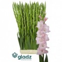 Gladiolus 'Jarama' - GLADZ - FERSFLOWERS
