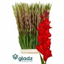 glaieul GR RED BALANCE - GLADZ - DE RIDDER