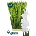 glaieul GR GLACIER - GLADZ - DE RIDDER