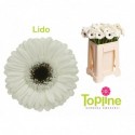 germini Lido - Topline Gerbera
