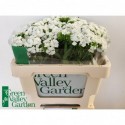 Dianthus barbatus 'Sweet Will blanc' -...