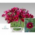Cosmos wijnrood - G.L.Verschoor