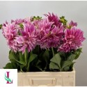Dahlia Café au Lait Royal® - Mts. van der...