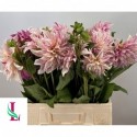 Dahlia Café au Lait Twist® - Mts. van der...